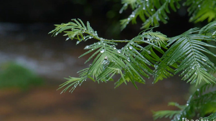 治愈系山间小溪流自然风光实拍