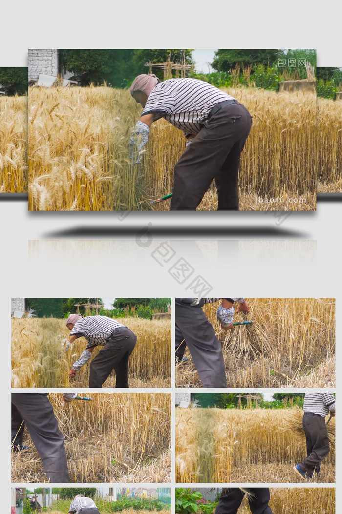 农业人工收割小麦农忙季4K实拍