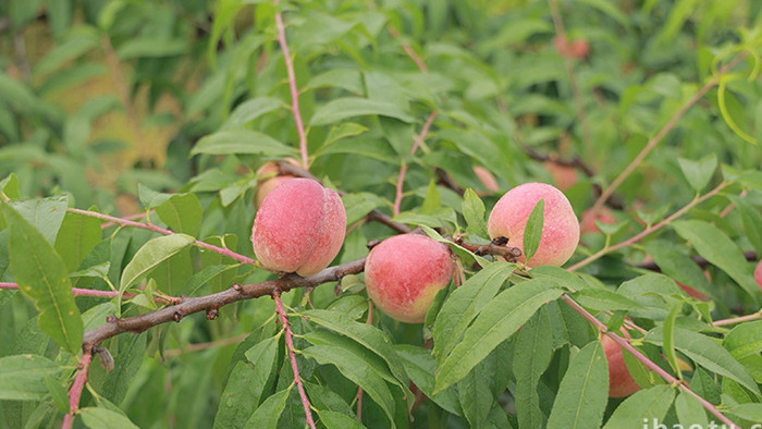 夏季树上成熟的桃子4k实拍