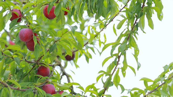 农业树上成熟的鲜甜水蜜桃实拍4K