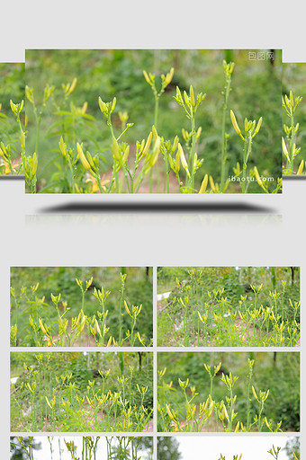 自然生长中的黄花4K实拍图片