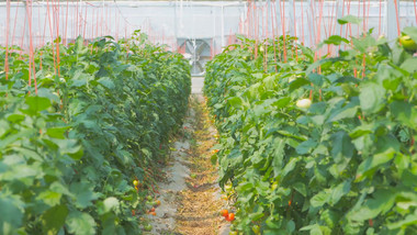 现代智慧农业蔬菜大棚4K航拍