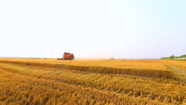 大气农业机械收割小麦延时实拍