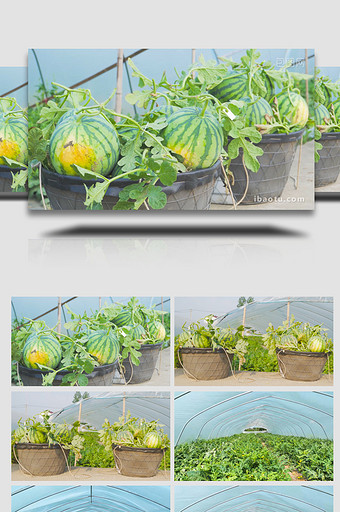 智慧农业大棚种植西瓜4K实拍图片