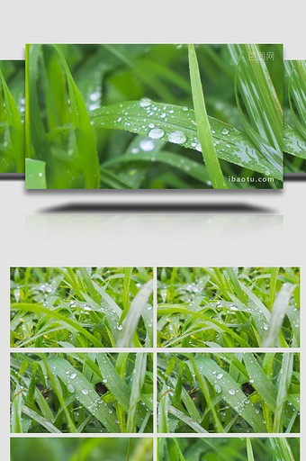 草叶雨滴微距治愈温暖4K实拍图片