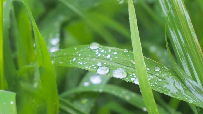 谷雨雨水实拍视频