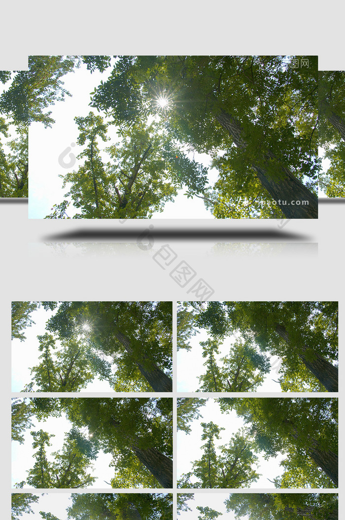 自然写意阳光穿透树林4K实拍