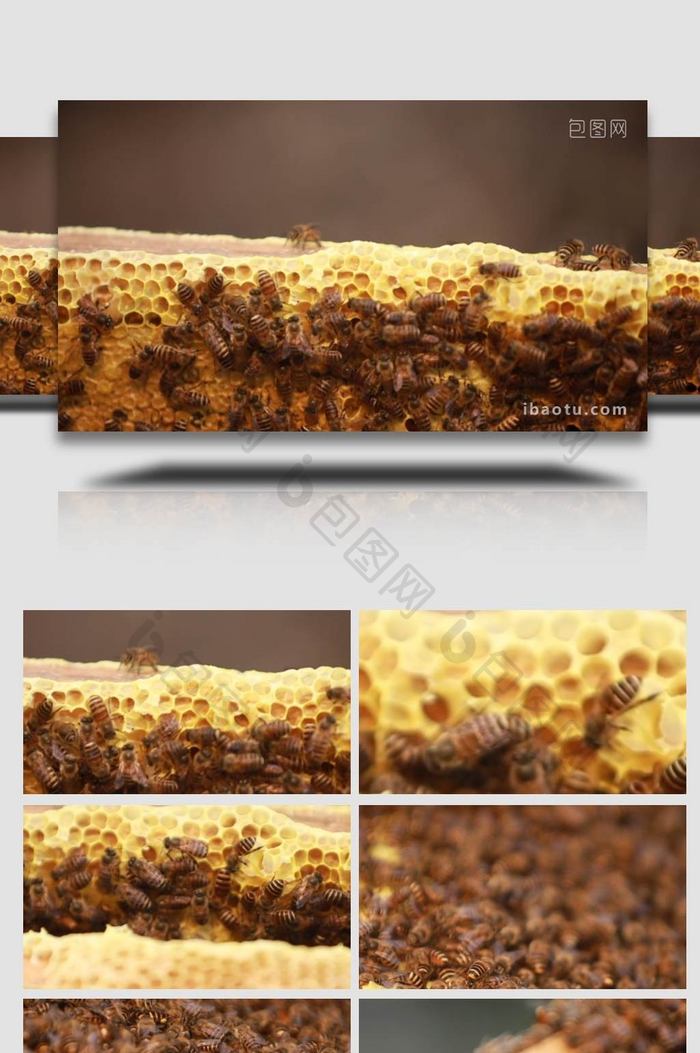 农业传统养蜂蜂蜜蜂群实拍4K
