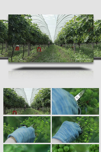 农业葡萄园修剪果实实拍4k图片