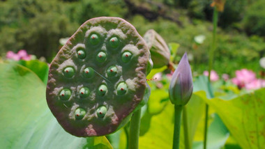 夏日荷塘莲蓬莲子荷花特写实拍