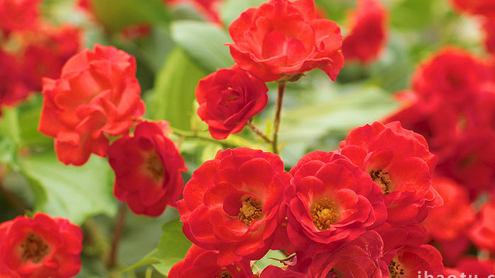 红蔷薇鲜艳花朵植物温暖治愈实拍
