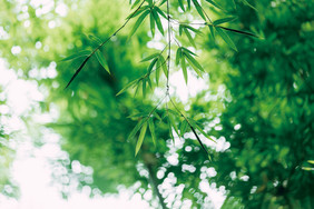 夏日绿色清新竹叶夏天节气海报