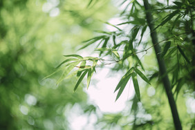 清新竹叶夏日绿色夏天节气海报