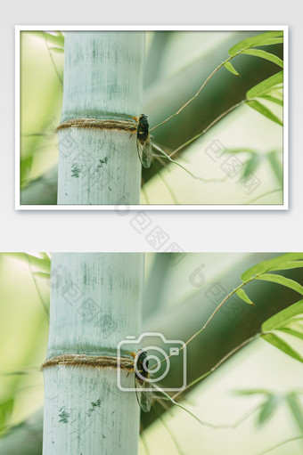 夏天竹子上的知了蝉昆虫图片