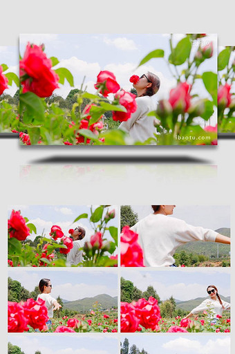 花从中采摘玫瑰花的女孩4K实拍图片