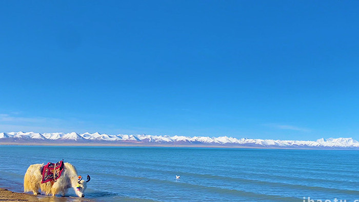 青藏高原山水雪山湖泊牦牛实拍