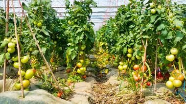 智慧农业温室大棚蔬菜番茄4K