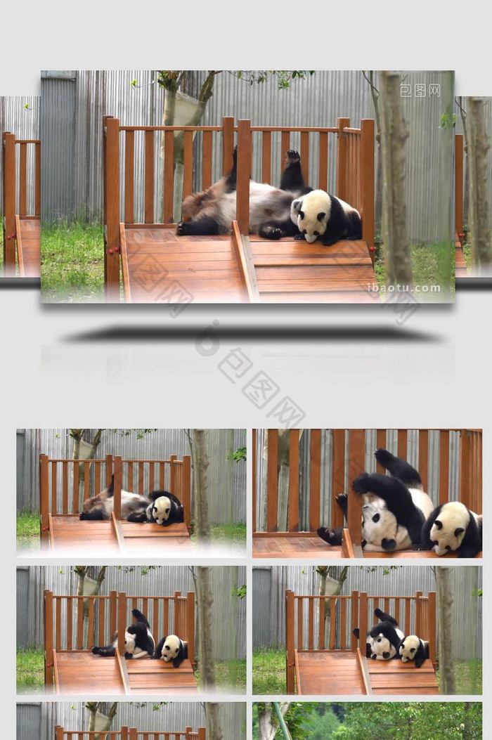 可爱的大熊猫爬树