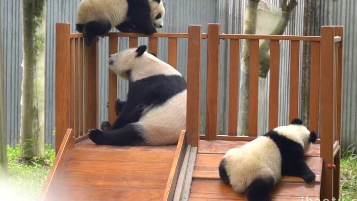 憨态的大熊猫玩耍实拍