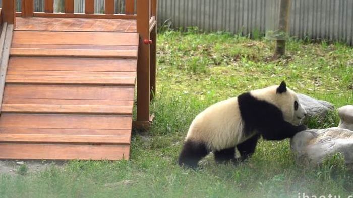 憨态的大熊猫玩水