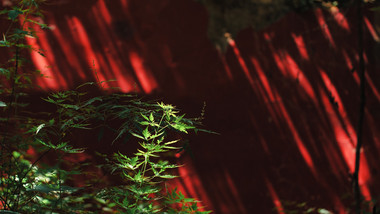 大气阳光照射红墙与植物阴影实拍