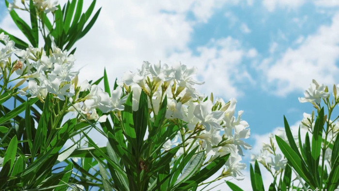 自然唯美白花夹竹桃植物空镜实拍