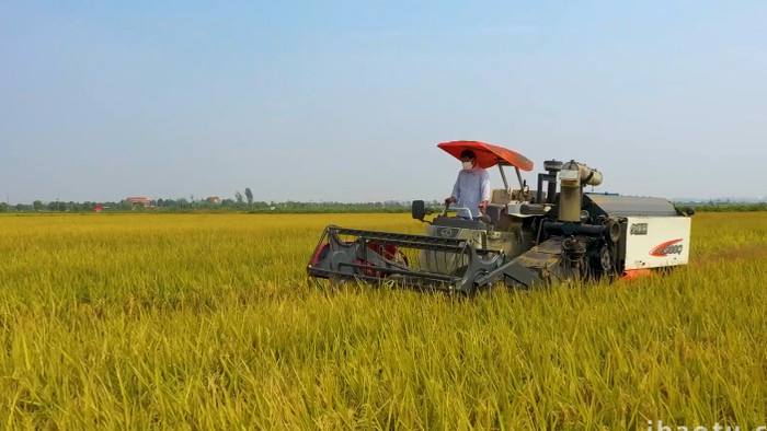 低空航拍联合收割机收割水稻