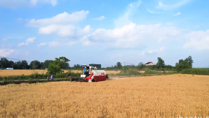 麦子收割农业联合收割机4K航拍