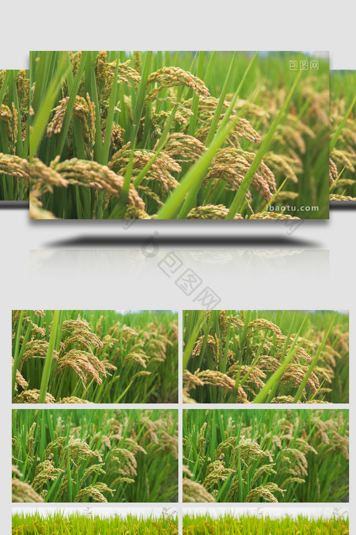 农业丰收水稻成熟稻谷4K实拍