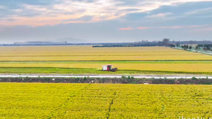 农业收割稻谷联合收割机4K航拍