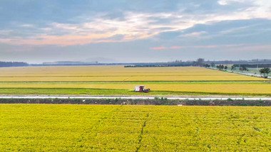 农业收割稻谷联合收割机4K航拍