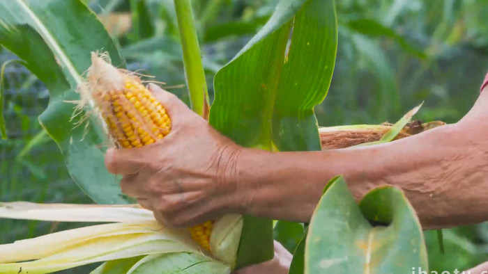 农业丰收农民人工收玉米4K实拍