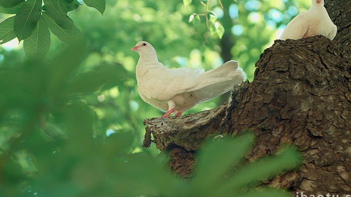 安逸夏日古树上白鸽实拍实拍素材