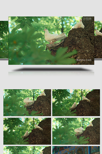 安逸夏日古树上白鸽实拍实拍素材图片