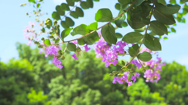 夏日唯美风景紫薇花4K实拍