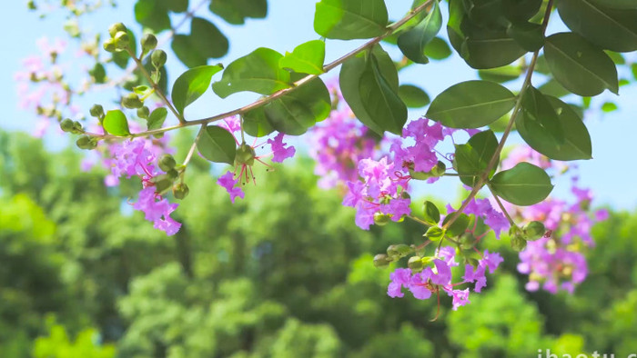 夏日唯美风景紫薇花4K实拍