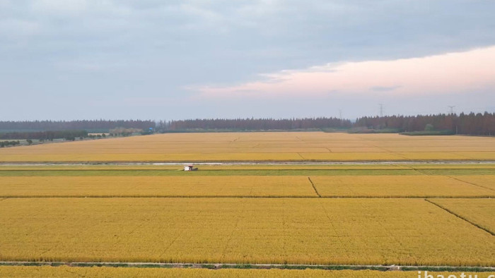 万亩稻田丰收联合收割4K航拍