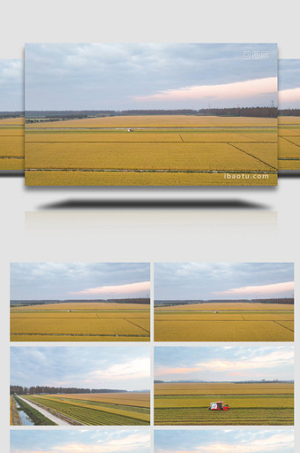 万亩稻田丰收联合收割4K航拍图片