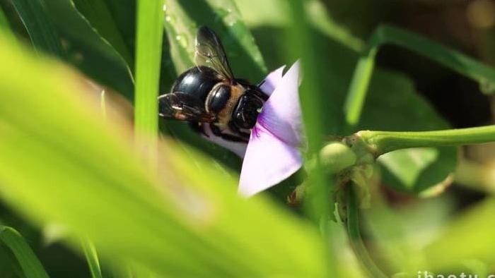 昆虫甲虫传花授粉实拍4k