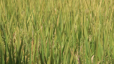 水稻稻穗种植农业实拍4k