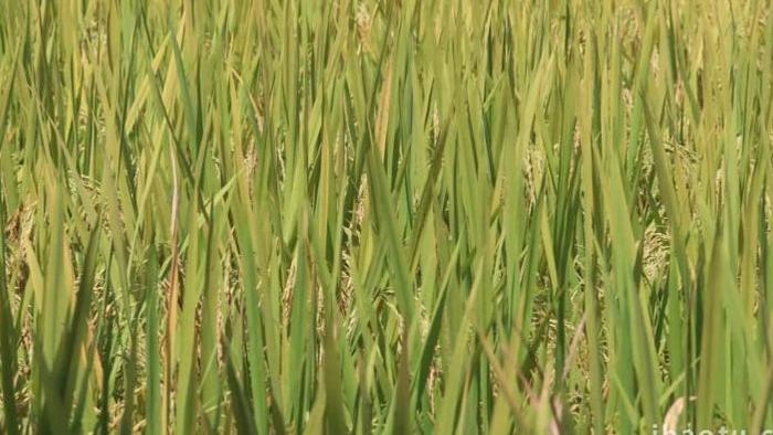 水稻粮食生长农业种植实拍4k
