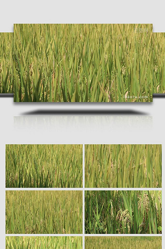 水稻粮食生长农业种植实拍4k图片