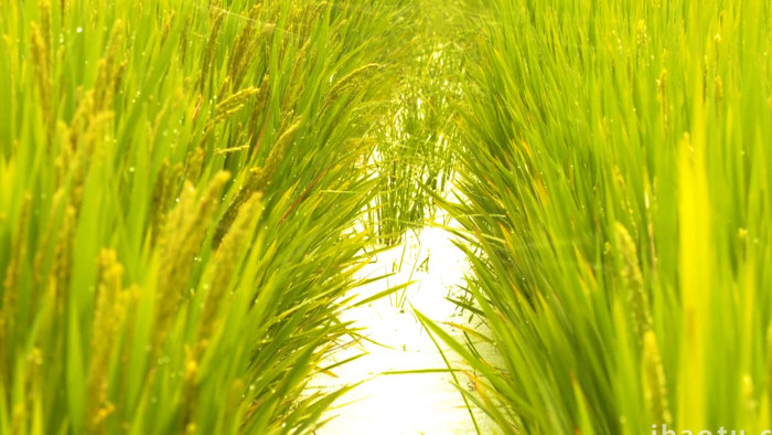 夏季小清新之翠绿色的稻穗实拍