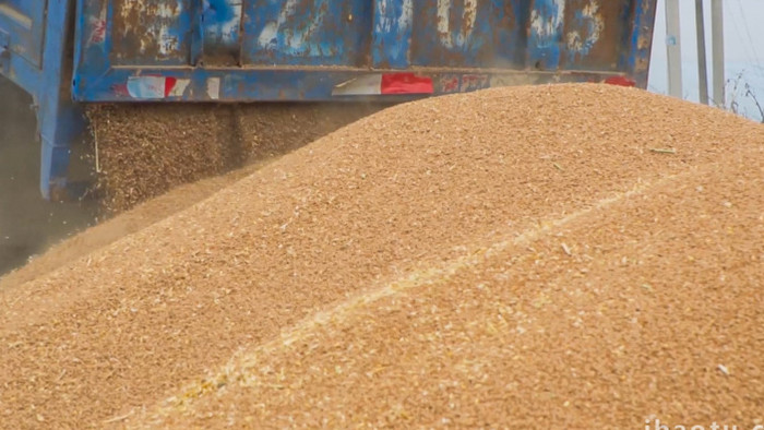 农业丰收小麦收成升格4K实拍