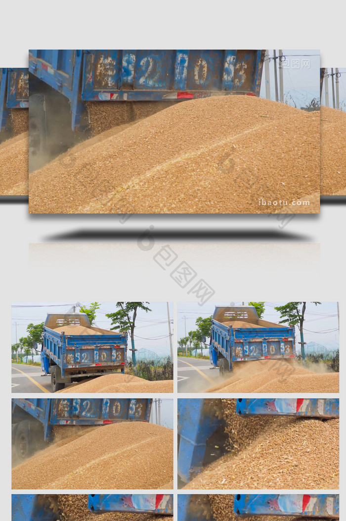 农业丰收小麦收成升格4K实拍
