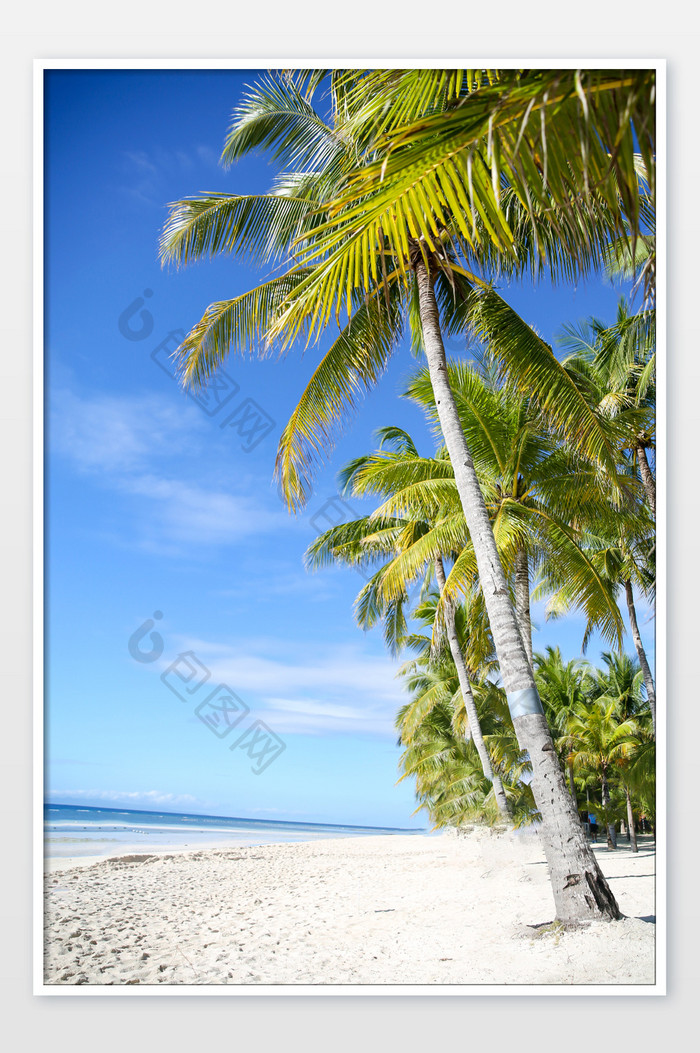 夏日沙滩椰子树海边