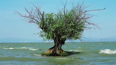 自然唯美昆明滇池湖水植物实拍