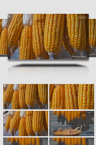 秋天丰收农家玉米实拍视频图片