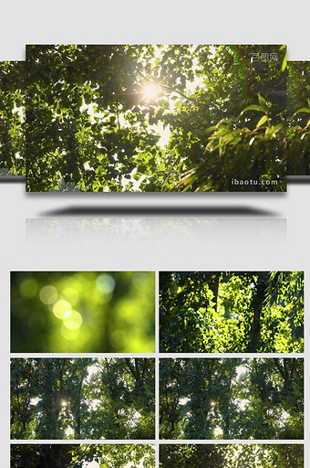 森林阳光穿过树叶空镜实拍图片