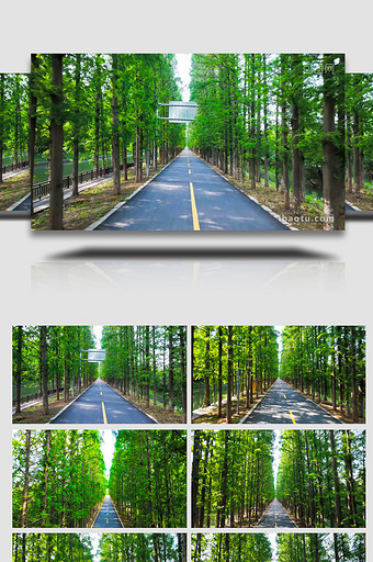 夏日水杉树林阳光公路4K航拍图片